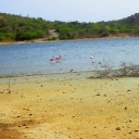 Flamingoes and Lake Gotomeer